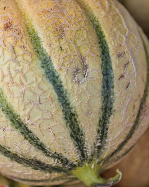 Close up of green melon: melon charentais