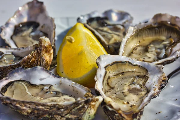 Oysters on a plate: close up