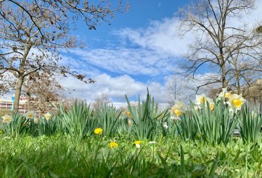Yerden görünen manzara: yeşil çimenler, çiçekler ve ağaçlar