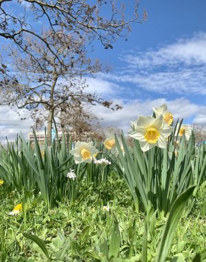 Çiçekler ve yeşil çimenler güneşli bir bahar gününde