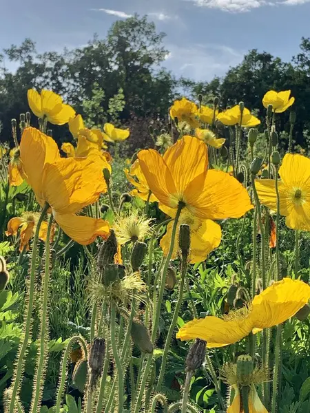 beautiful yellow poppy flowers in the garden