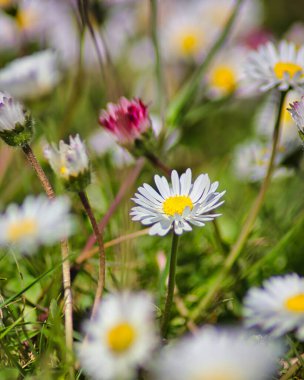 Yaz bahçesinde açan güzel papatyalar