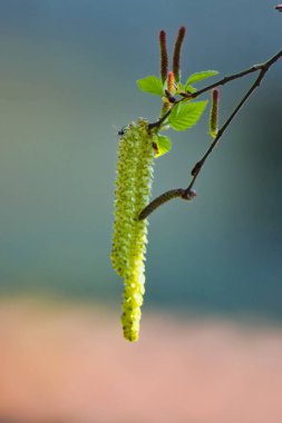 Huş ağacı üzerinde kedicikler tomurcukları, fotoğrafı yakın