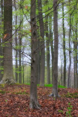 Belçika 'nın ormanlarında ilkbahar: manzara