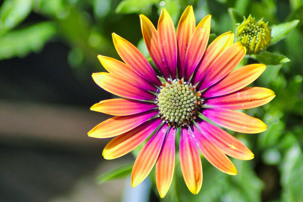 Красочная маргаритка. Закрыть вид на оранжевые и фиолетовые лепестки после дождя