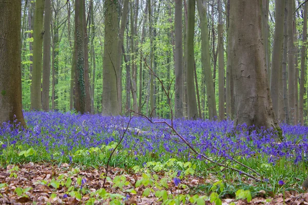 Bluebell forest in spring: bluebells and hyacinths on the ground, trees around