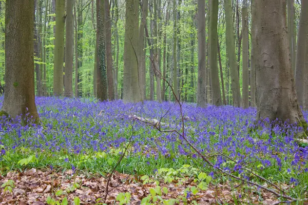 Bluebell forest in spring: bluebells and hyacinths on the ground, trees and leaves around