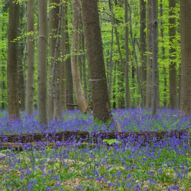 Beautiful forest with bluebells and a trunk on the ground in the foreground