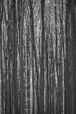 Yüksek ağaç gövdelerinin siyah ve beyaz görünümü: soyut büyüleyici duvar kağıdı