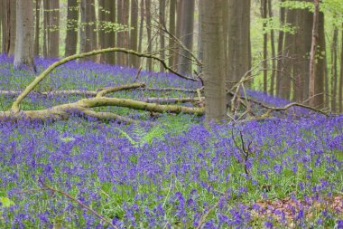 Ormanda güzel BlueBell çiçekleri