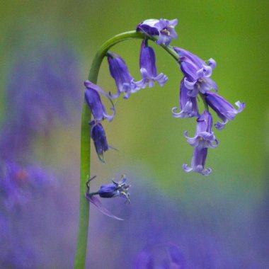 İlkbaharda Hallerbos 'ta (Belçika) BlueBell Ormanı