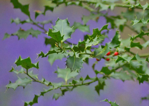 Holly leaves macro in the bluebell forest: green and red over a purple background