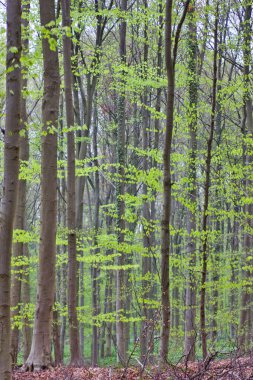 Baharda BlueBell ormanında genç taze yapraklarla sihirli yüksek ağaçlar.