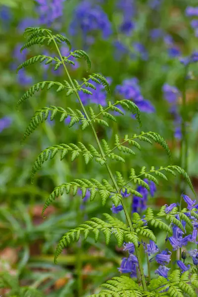 green fern plant on a blurred background. natural background. close up