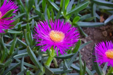 Güzel çiçekler, çiçek konsepti