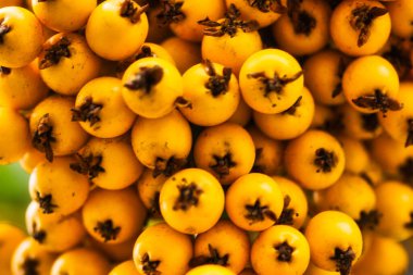 Sarı böğürtlenlerin makro fotoğrafçılığı