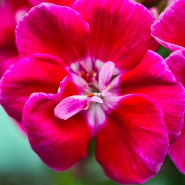 Bahçedeki güzel pembe sardunya çiçeği: yakın plan 