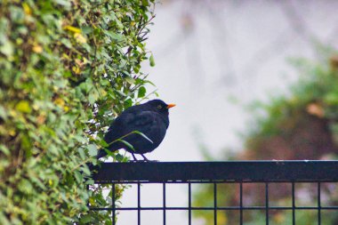 Sonbaharda bahçede siyah bir kuş