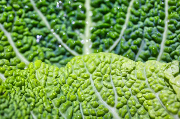 Close up of cabbage leaf: background with shades of green