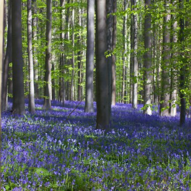 Ormandaki ağaçların arasında açan güzel çan çiçekleri.
