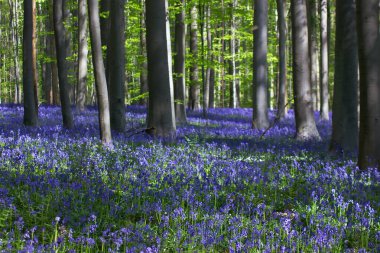 Ormandaki ağaçların arasında açan güzel çan çiçekleri.