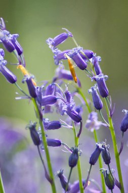 Macro photography of beautiful bluebell flowers blooming in spring