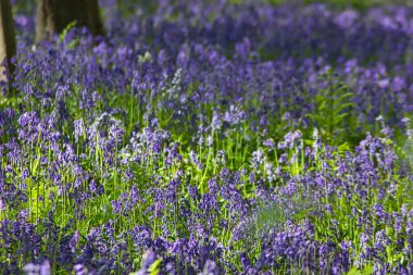 Ormandaki ağaçların arasında açan güzel çan çiçekleri.