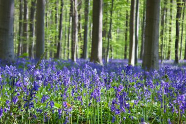 Ormanda çiçek açan çan çiçekleri olan bahar ormanı