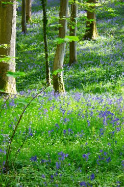 Ormanda çiçek açan çan çiçekleri olan bahar ormanı