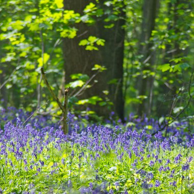 Çiçekli çan çiçekleri, yeşil yapraklar ve ağaç gövdeleri olan bahar ormanı.