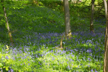 Ormanda çiçek açan çan çiçekleri olan bahar ormanı