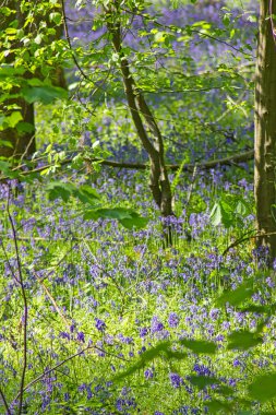 Ormanda çiçek açan çan çiçekleri olan bahar ormanı
