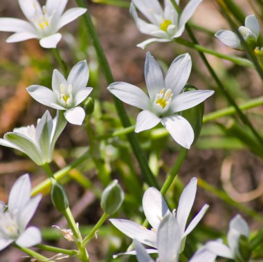 İlkbaharda beyaz kar damlaları