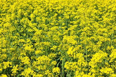 Güneşli bir günde sarı kolza tarlası: kırsal kesim