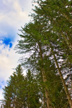 Dağlardaki çam ormanı