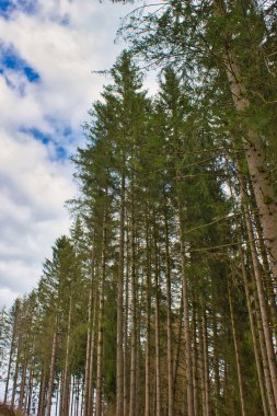 Dağlardaki muhteşem orman manzarası: Belçika Ardennes bölgesi