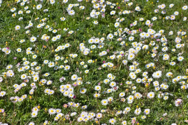 Many daisy flowers in a meadow: natural wallpaper