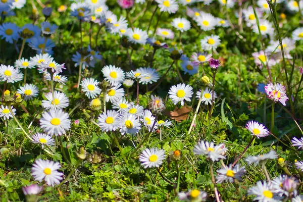 Wild little daisies in the grass: spring view