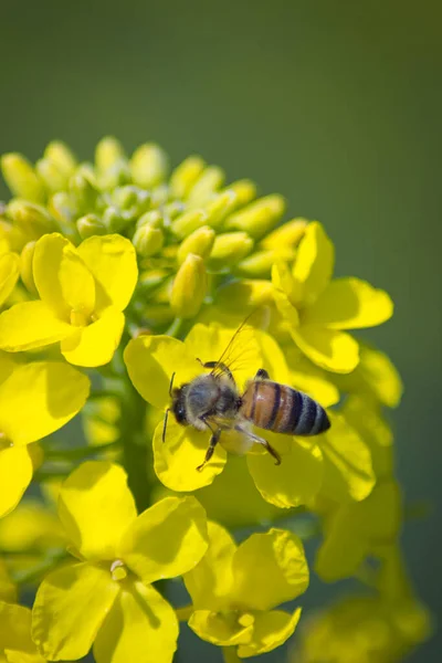 Little cute bee collects nectar on a yellow rapeseed flower