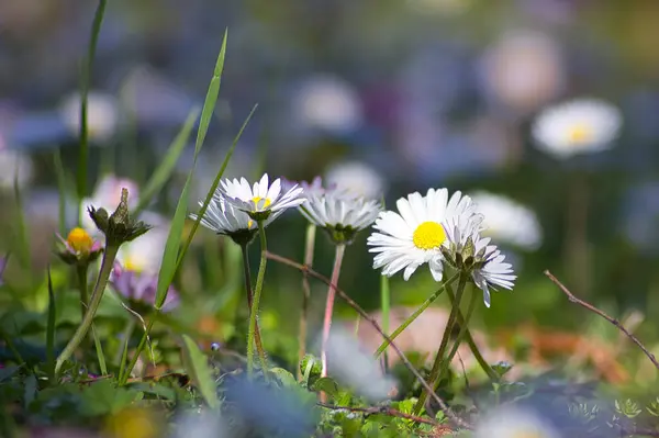 Tiny little daisies in the garden: charming perspective