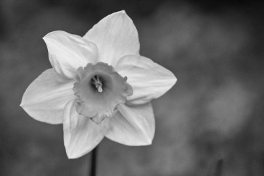 Güzel siyah beyaz nergis: Çiçek kavramı