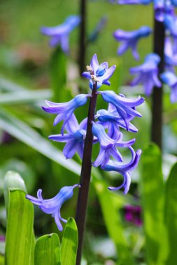 Bahçedeki mavi güzel çiçekler: yakın çekim