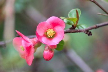 Pink quince flowers: macro nature photography