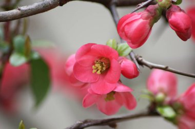 Bahçesinde güzel pembe çiçekler olan duvar kağıdı.