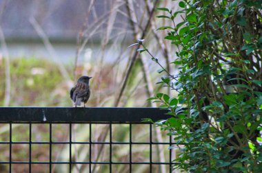 Sonbahar manzarası: Çitin üzerindeki küçük güzel serçenin yakın çekim görüntüsü