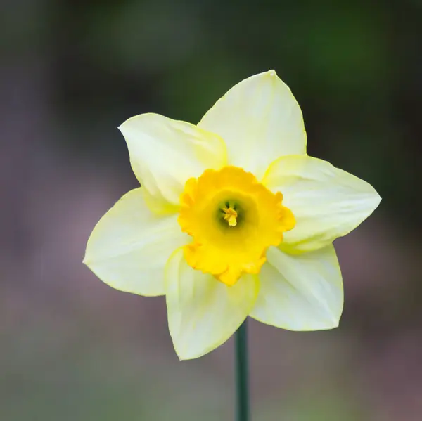 Beautiful yellow daffodil in the garden: macro photography