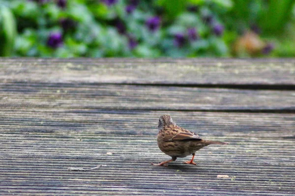 stock image Sparrow in a garden in the fall, looking for food