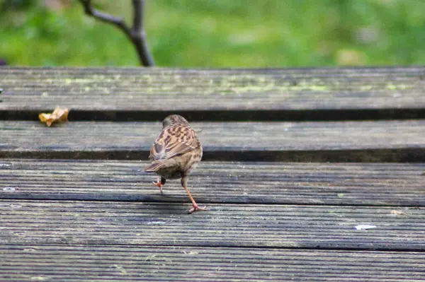 stock image Nice littl sparrow on a terrace in a garden, from behind