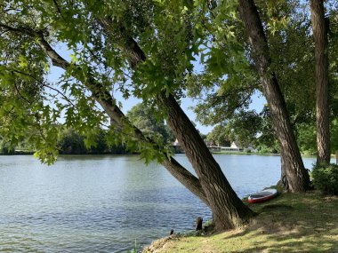 Gölün üzerindeki cennet manzarası: ağaç gövdeleri, yapraklar ve su.