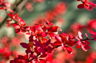 Gorgeous red leaves on a branch in winter: splendid wallpaper